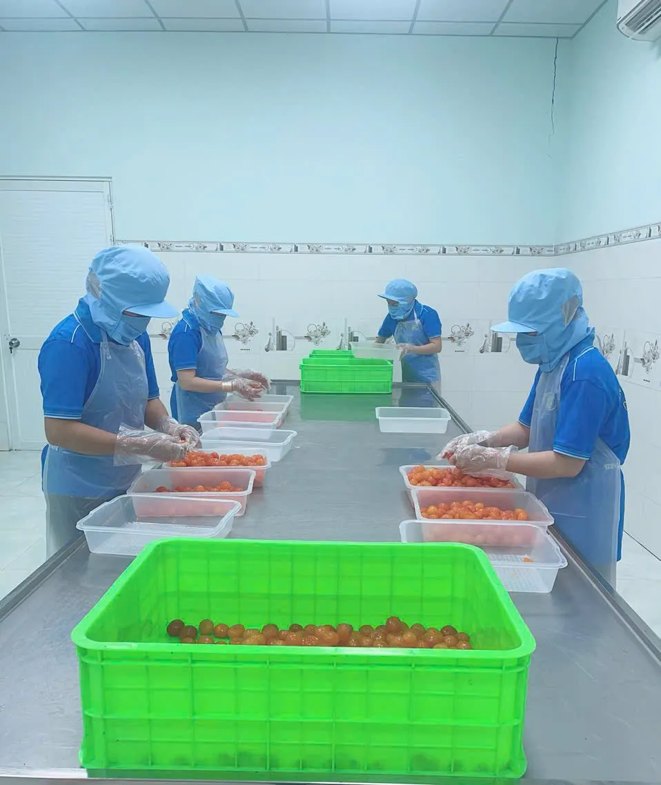 Đóng gói trứng muối số lượng lớn
